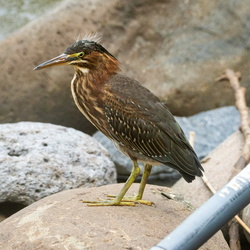 Aves de la UCR (Tomadas en diferentes épocas del año)